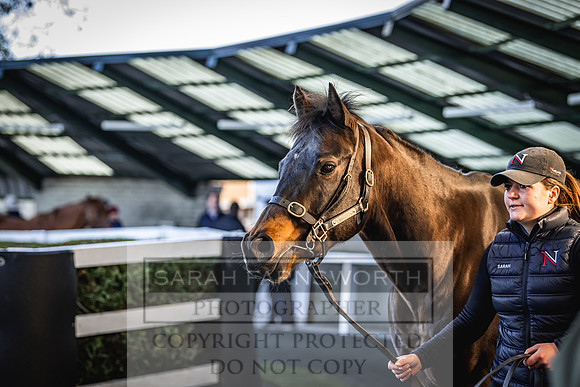 Goffs Nov Breeding Stock Sale 22-189