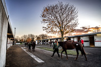 Goffs Nov Breeding Stock Sale 22-4