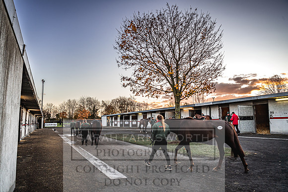 Goffs Nov Breeding Stock Sale 22-4
