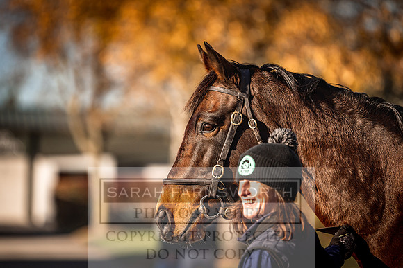 Goffs Nov Breeding Stock Sale 22-274