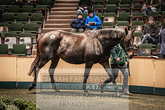 Goffs Nov Breeding Stock Sale 22-351