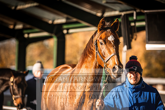 Goffs Nov Breeding Stock Sale 22-138