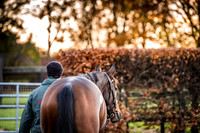 Goffs Nov Breeding Stock Sale 22-6