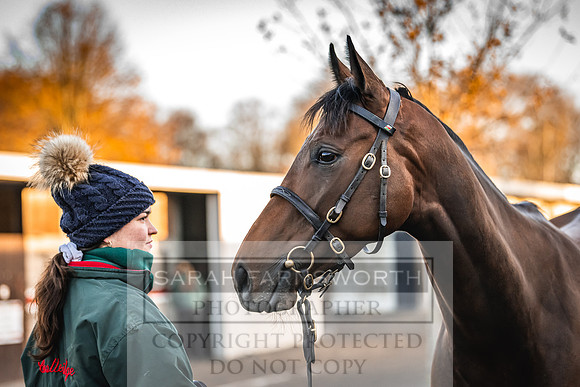 Goffs Nov Breeding Stock Sale 22-91