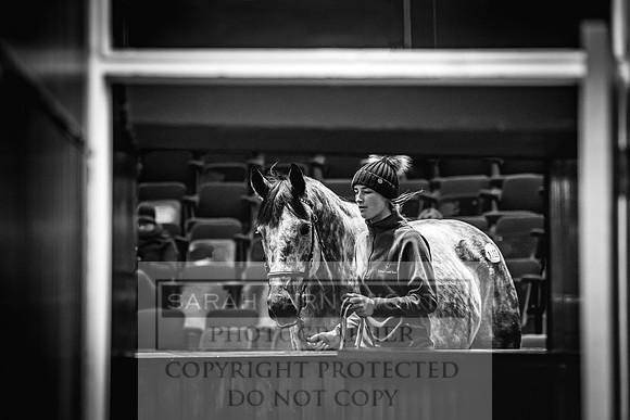 Goffs Nov Breeding Stock Sale 22-285