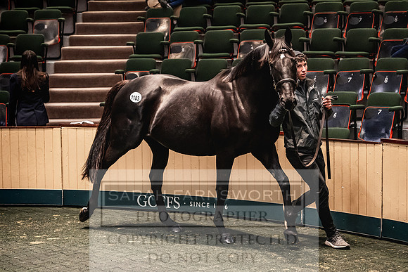 Goffs Nov Breeding Stock Sale 22-289