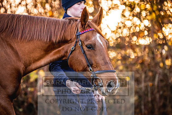Goffs Nov Breeding Stock Sale 22-109