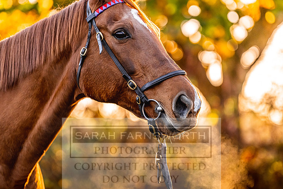 Goffs Nov Breeding Stock Sale 22-97