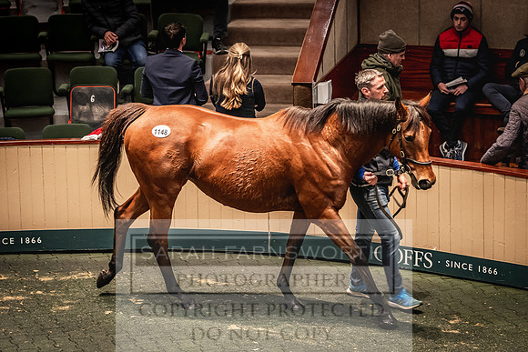 Goffs Nov Breeding Stock Sale 22-256