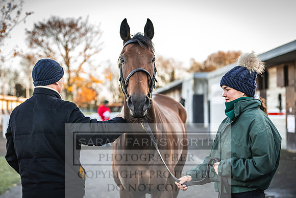 Goffs Nov Breeding Stock Sale 22-88