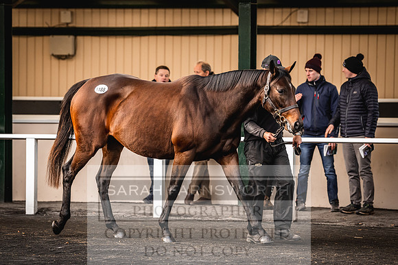 Goffs Nov Breeding Stock Sale 22-305
