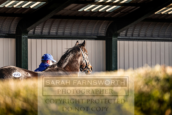 Goffs Nov Breeding Stock Sale 22-184