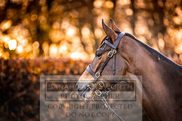 Goffs Nov Breeding Stock Sale 22-45