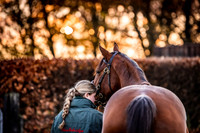 Goffs Nov Breeding Stock Sale 22-20