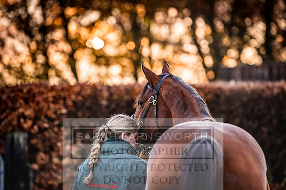 Goffs Nov Breeding Stock Sale 22-20