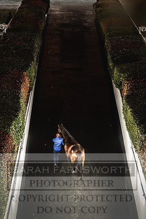 Goffs Nov Breeding Stock Sale 22-373