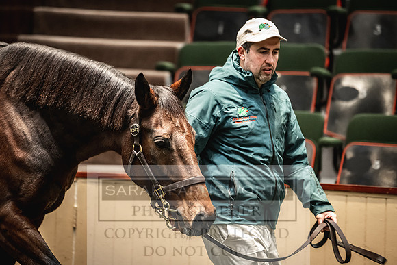 Goffs Nov Breeding Stock Sale 22-389