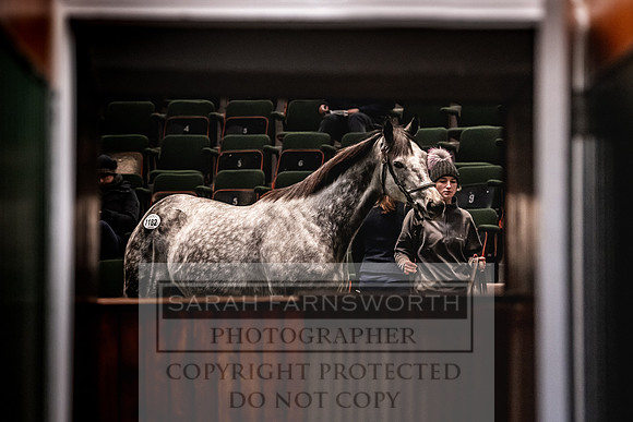 Goffs Nov Breeding Stock Sale 22-287