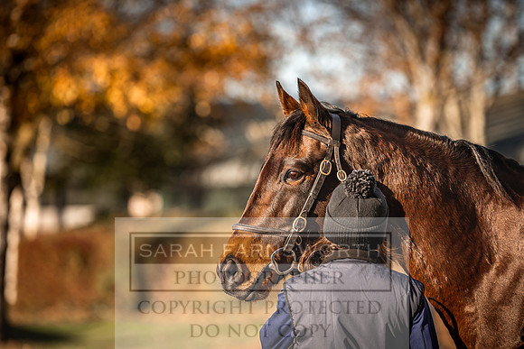 Goffs Nov Breeding Stock Sale 22-271