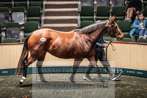Goffs Nov Breeding Stock Sale 22-451