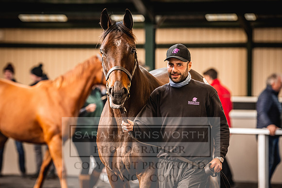 Goffs Nov Breeding Stock Sale 22-306