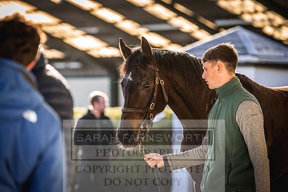 Goffs Nov Breeding Stock Sale 22-232