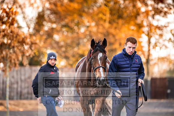 Goffs Nov Breeding Stock Sale 22-68