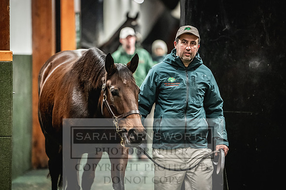 Goffs Nov Breeding Stock Sale 22-388