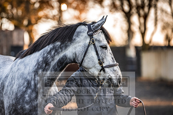 Goffs Nov Breeding Stock Sale 22-79