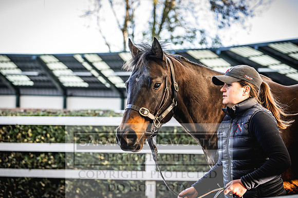 Goffs Nov Breeding Stock Sale 22-191
