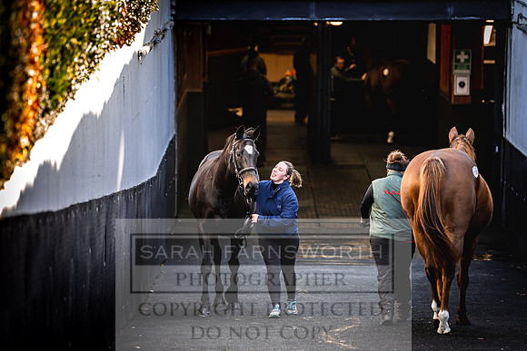 Goffs Nov Breeding Stock Sale 22-237
