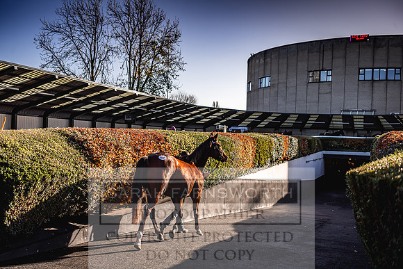 Goffs Nov Breeding Stock Sale 22-179