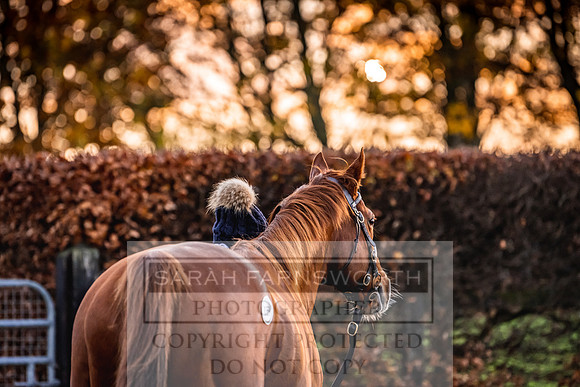 Goffs Nov Breeding Stock Sale 22-27
