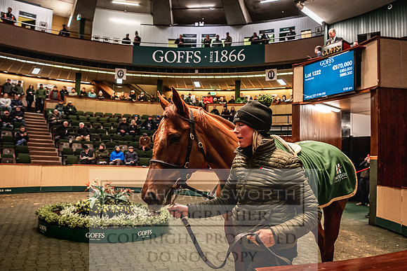 Goffs Nov Breeding Stock Sale 22-357