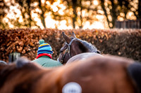 Goffs Nov Breeding Stock Sale 22-9