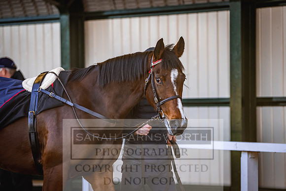 Goffs Nov Breeding Stock Sale 22-214
