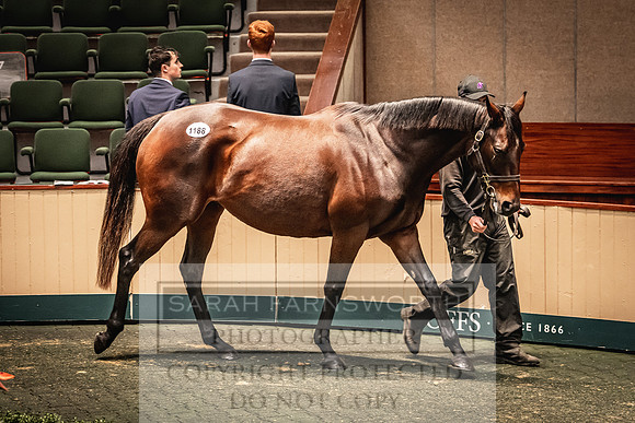 Goffs Nov Breeding Stock Sale 22-301