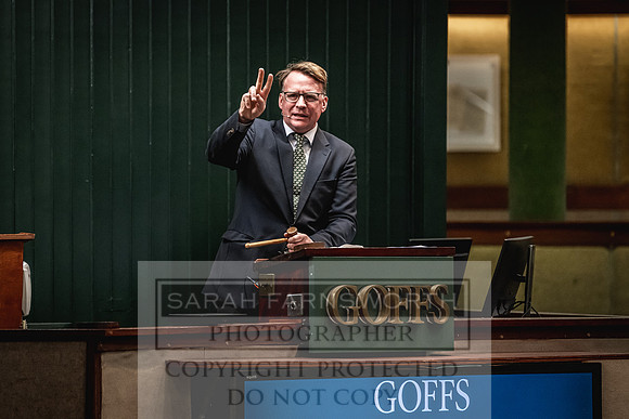 Goffs Nov Breeding Stock Sale 22-447