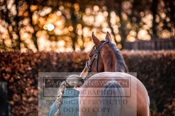 Goffs Nov Breeding Stock Sale 22-21
