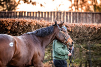 Goffs Nov Breeding Stock Sale 22-12