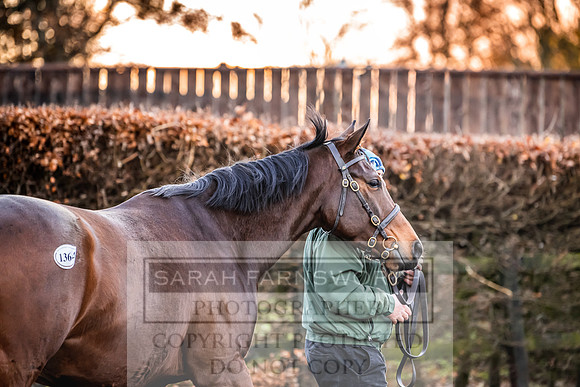Goffs Nov Breeding Stock Sale 22-12