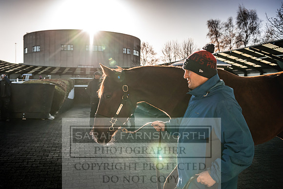 Goffs Nov Breeding Stock Sale 22-158