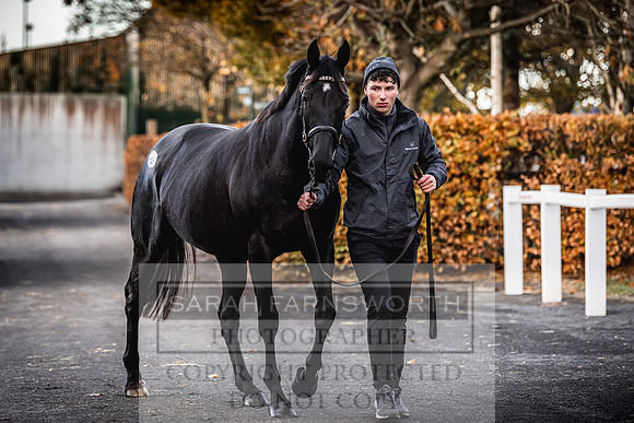 Goffs Nov Breeding Stock Sale 22-291