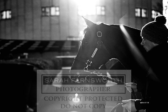 Goffs Nov Breeding Stock Sale 22-154