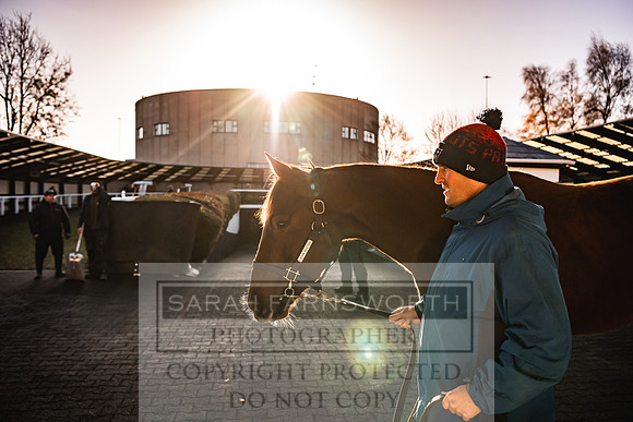 Goffs Nov Breeding Stock Sale 22-159