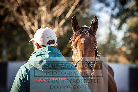Goffs Nov Breeding Stock Sale 22-172