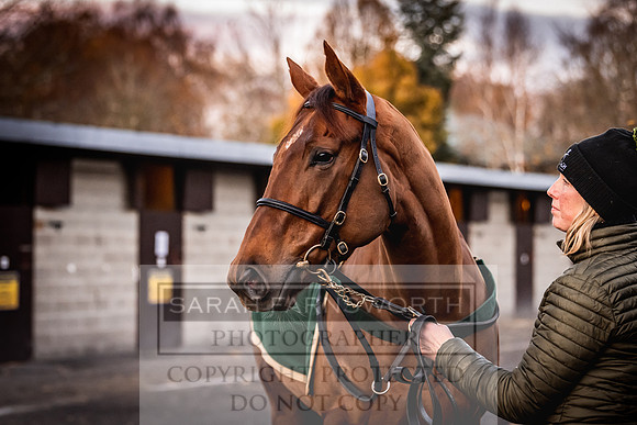 Goffs Nov Breeding Stock Sale 22-333