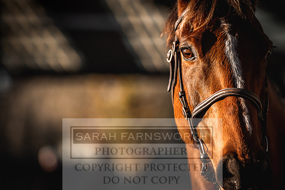 Goffs Nov Breeding Stock Sale 22-142