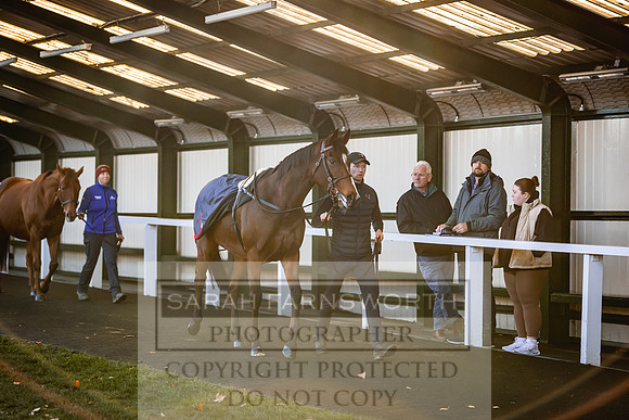 Goffs Nov Breeding Stock Sale 22-213
