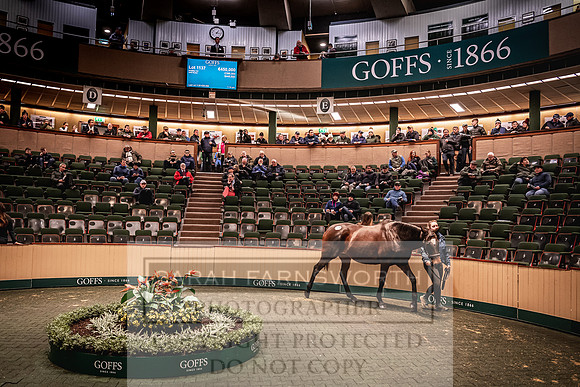 Goffs Nov Breeding Stock Sale 22-235